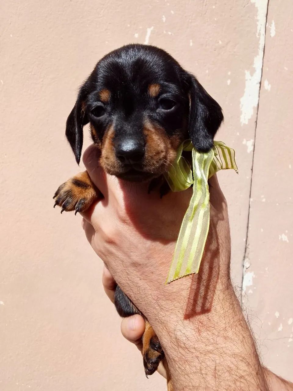 Vende-se cachorro salsicha 