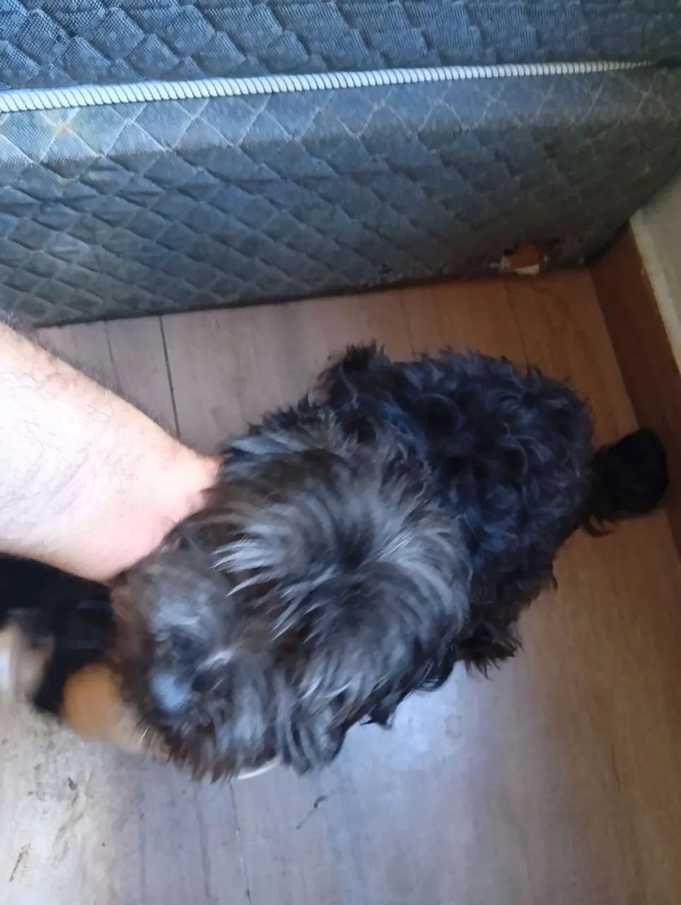 Doação de dois cachorros - Foto 2