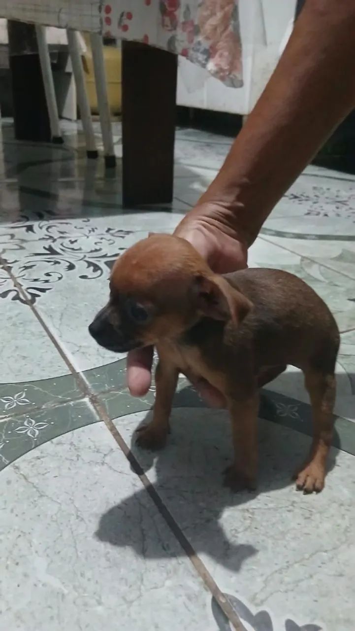 Cachorro pinscher 