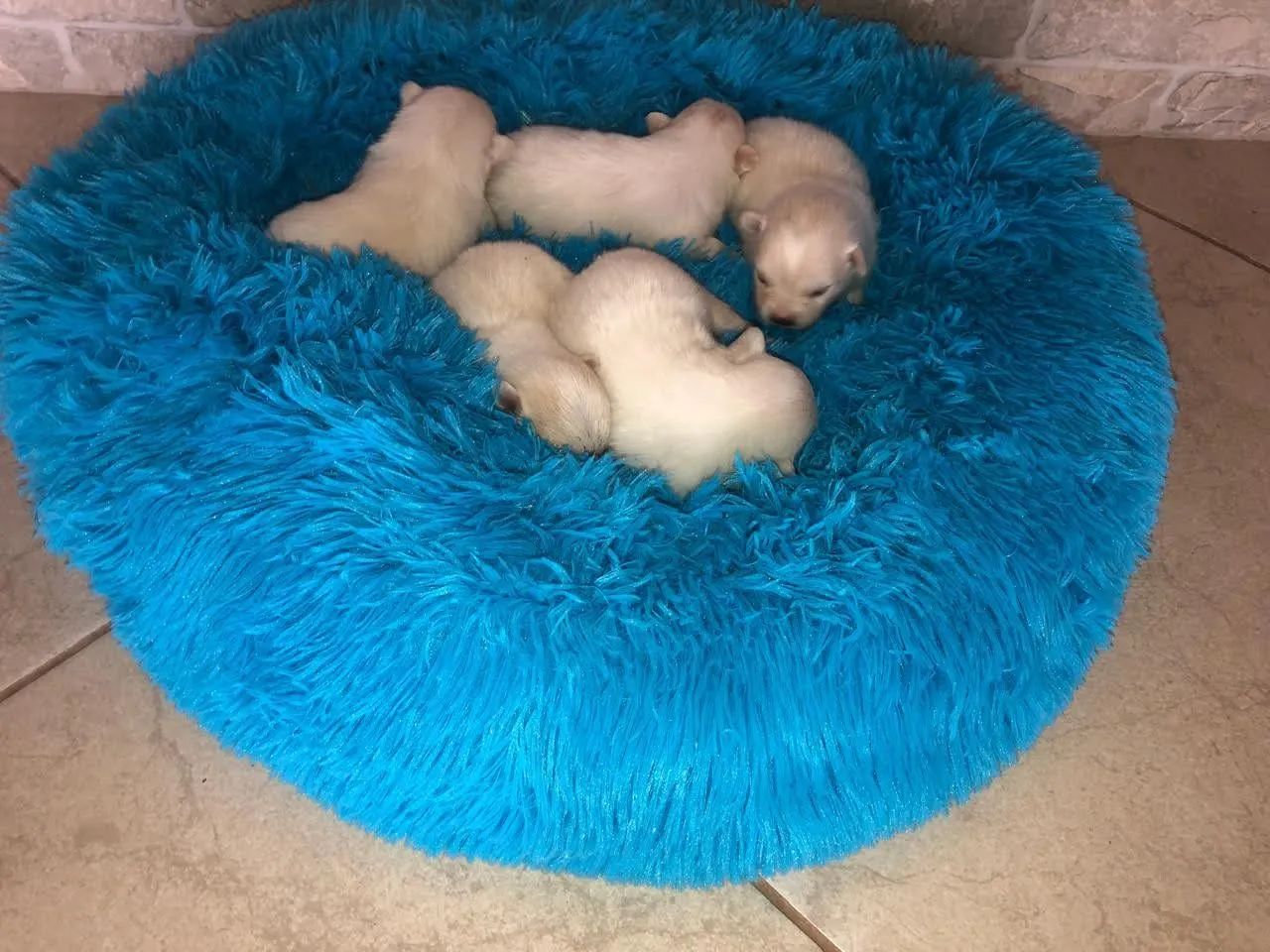 Spitz Alemão (Lulu da Pomerânia) - Filhotes para reserva ? - Foto 6