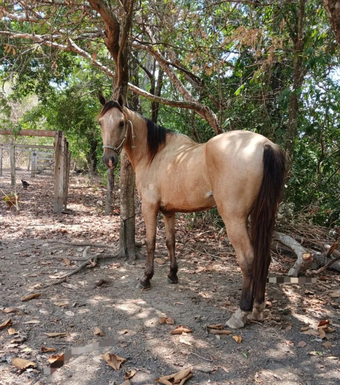 Cavalo