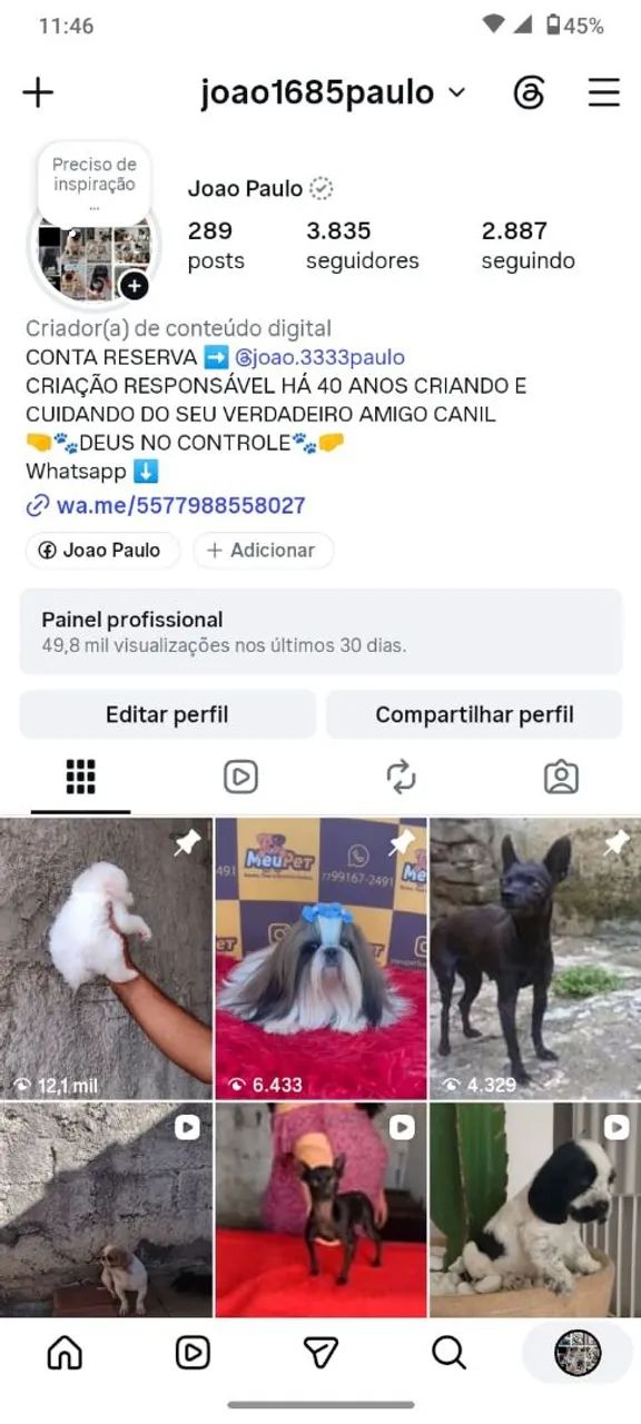 COCKER SPANIEL INGLÊS CANIL - Foto 5