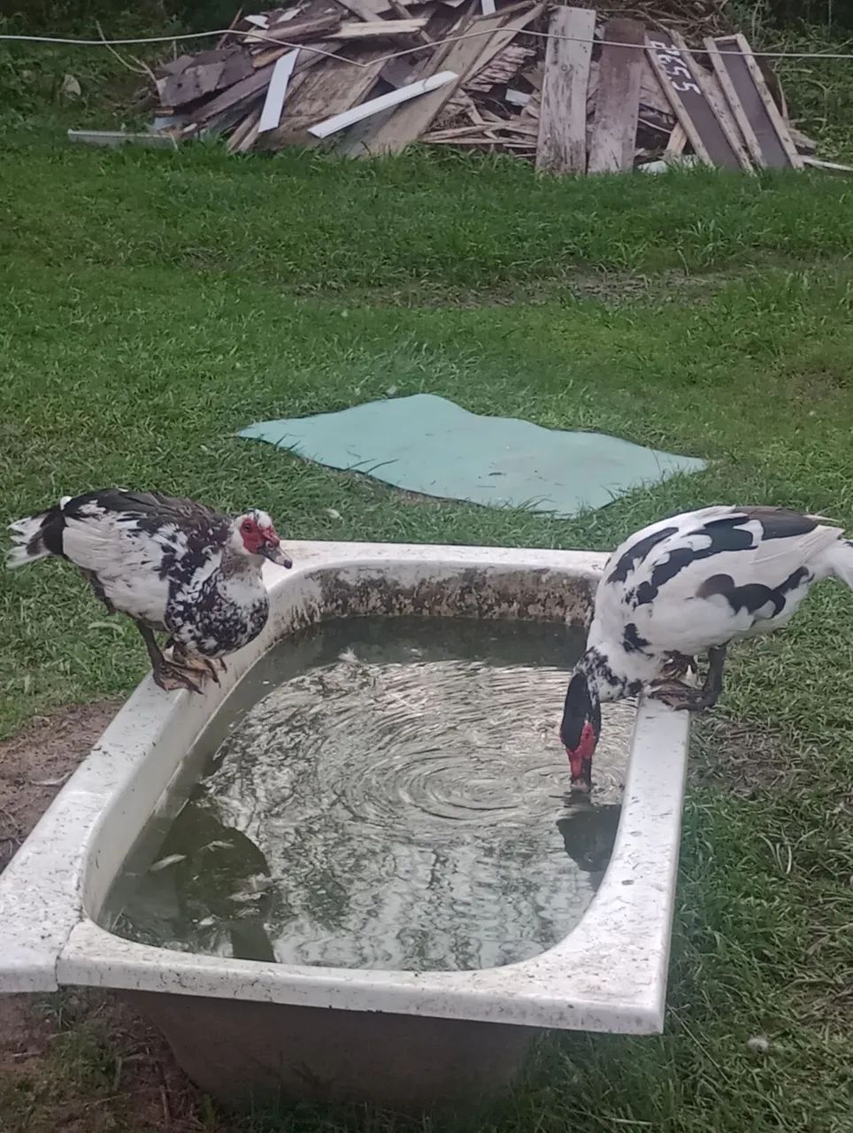 Vendo três pato por 60 pila cada  - Foto 2