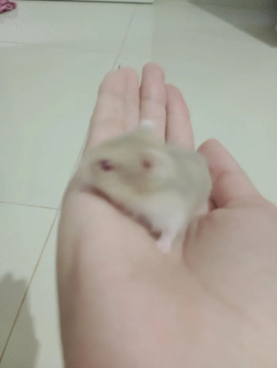 Hamster anão russo 