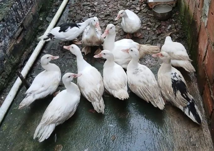 Vende-se Patos