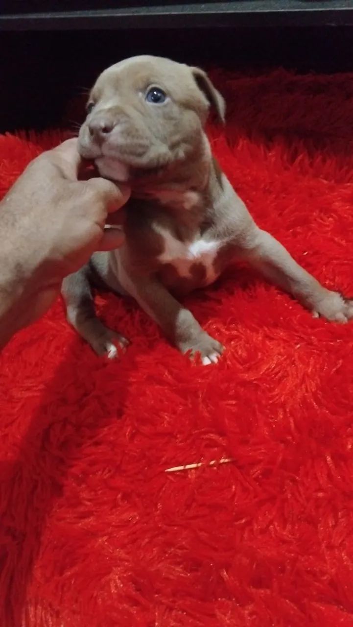 Pit bull  - Foto 2