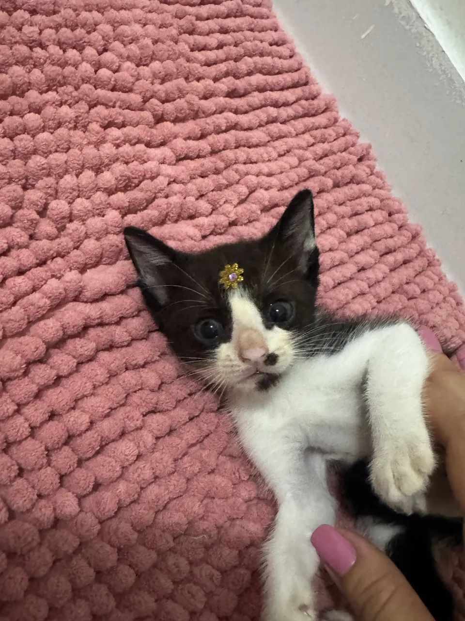 Doação responsável  - Foto 4