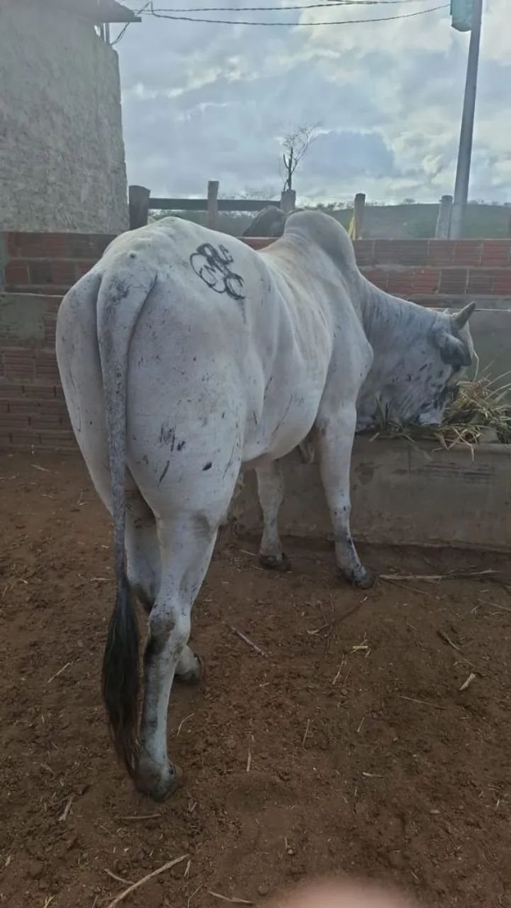 Gado pra corte - Foto 3