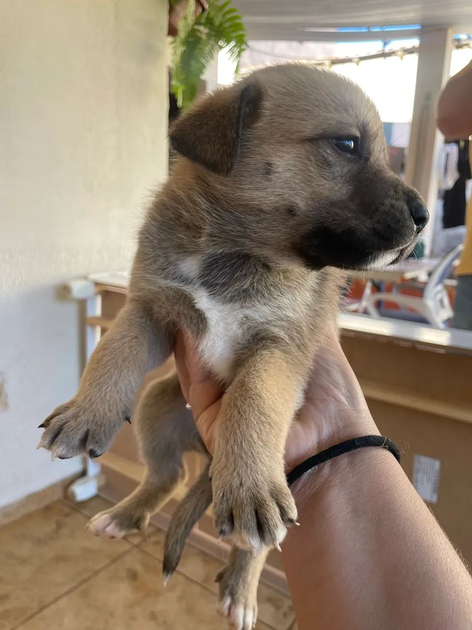 Doação de cachorro - Foto 4