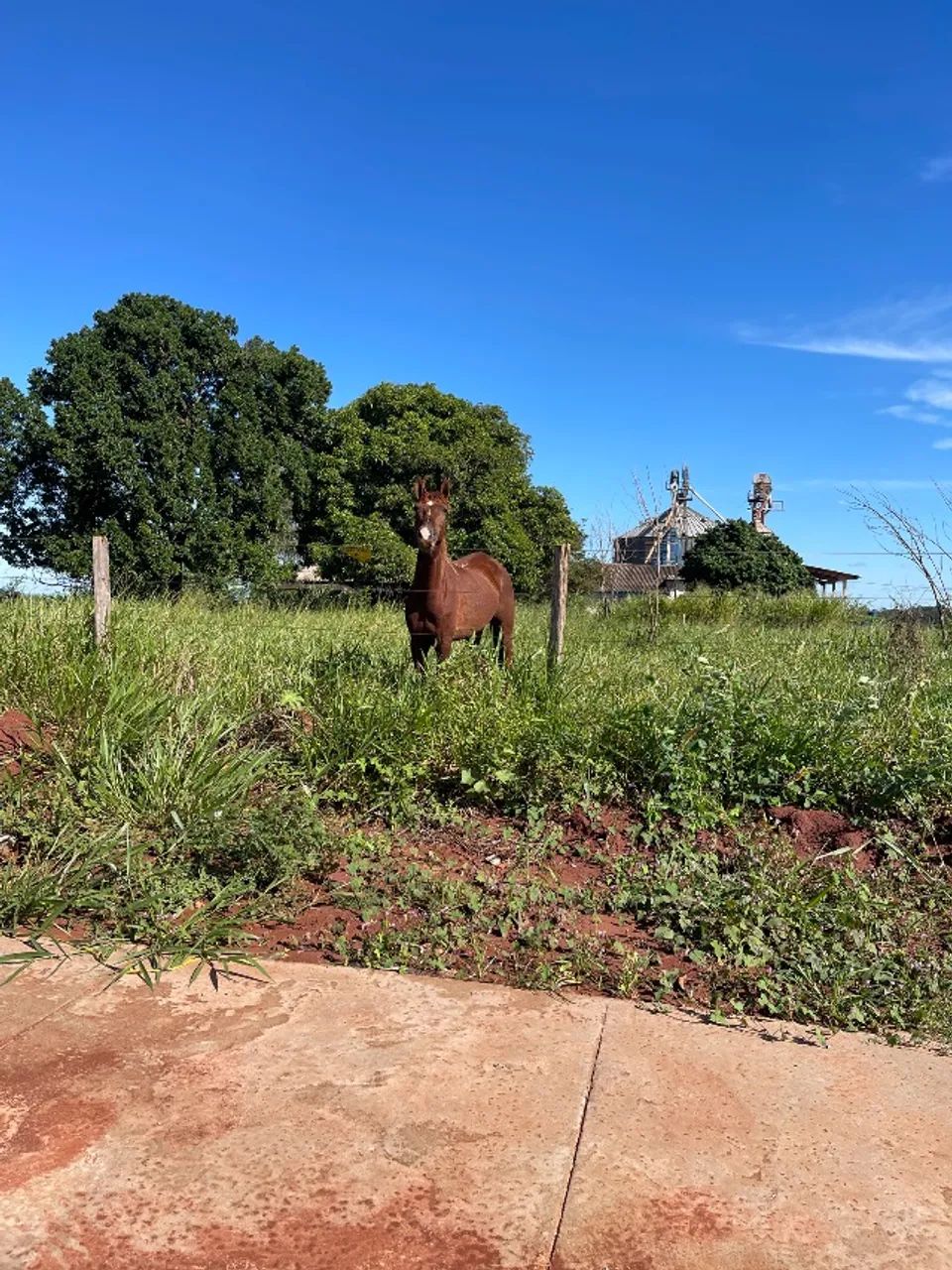 Égua Quarto de milha  - Foto 2