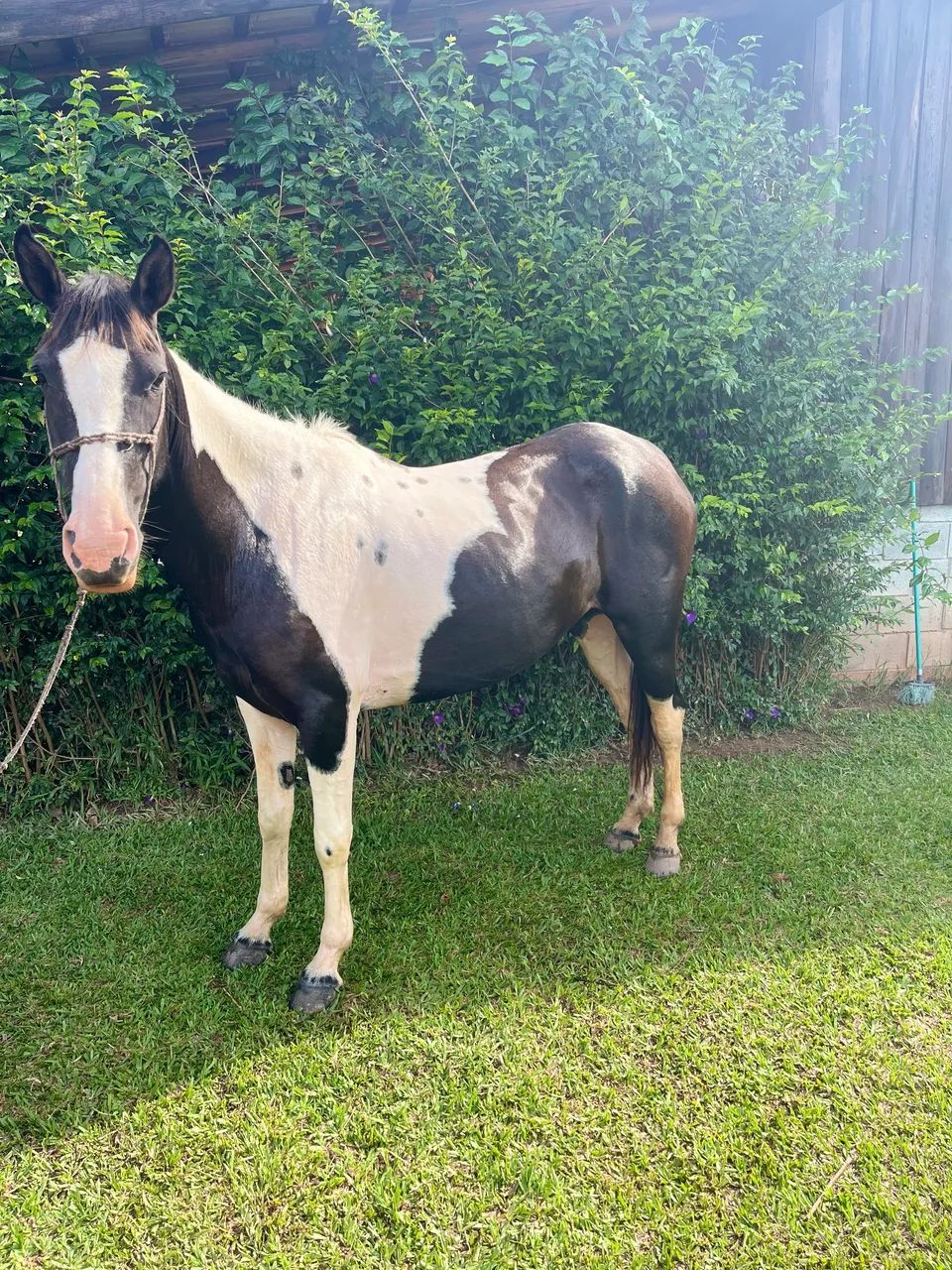 VENDO ÉGUA PAMPA DE PRETO 