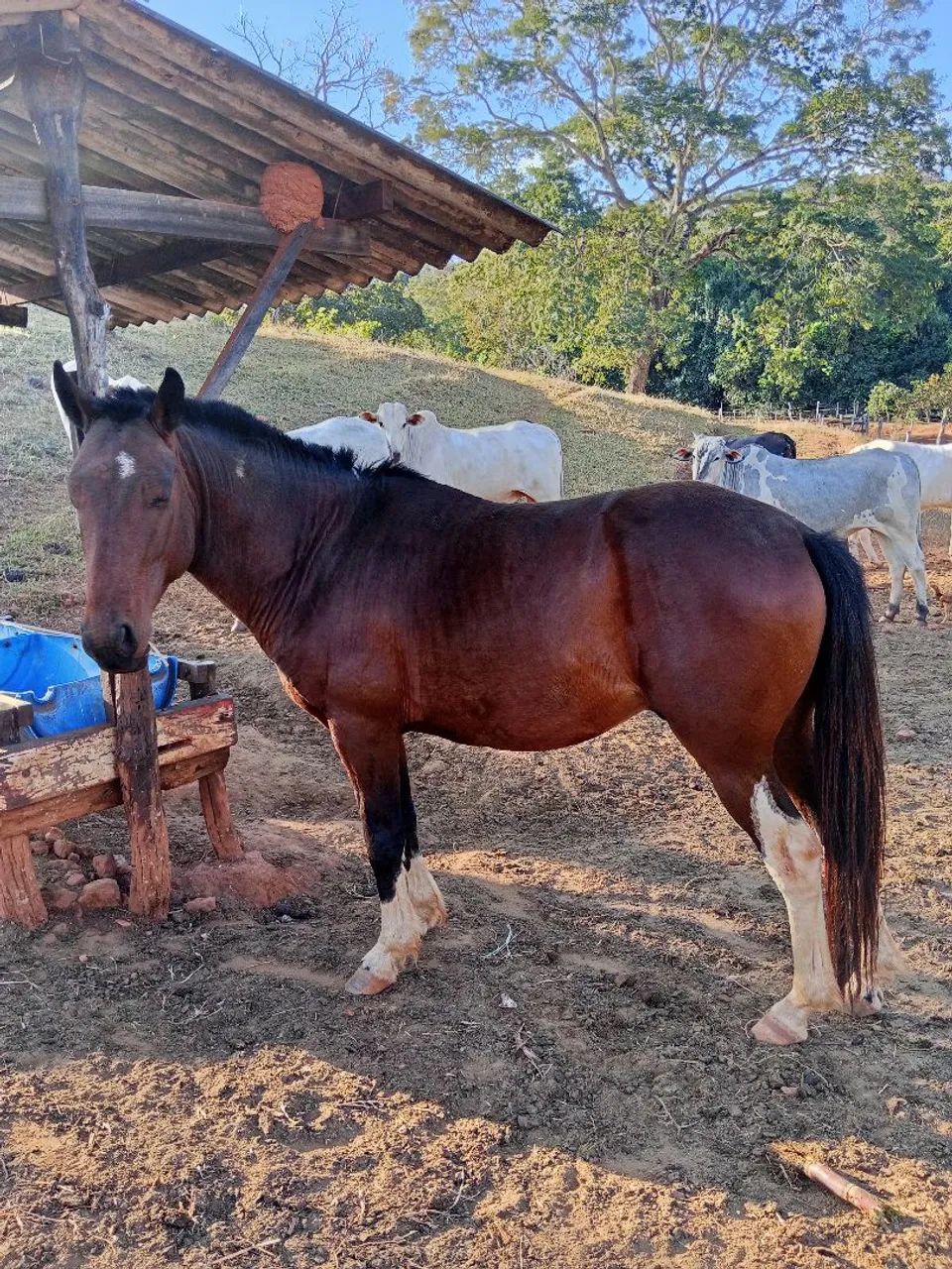 Cavalo chucro , leia o anúncio todo