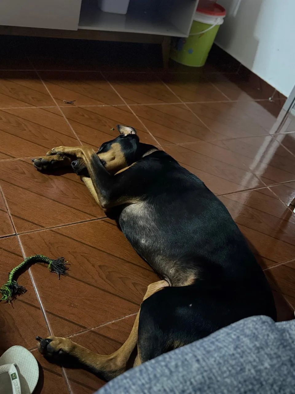 Dobermann 3 anos - Foto 2