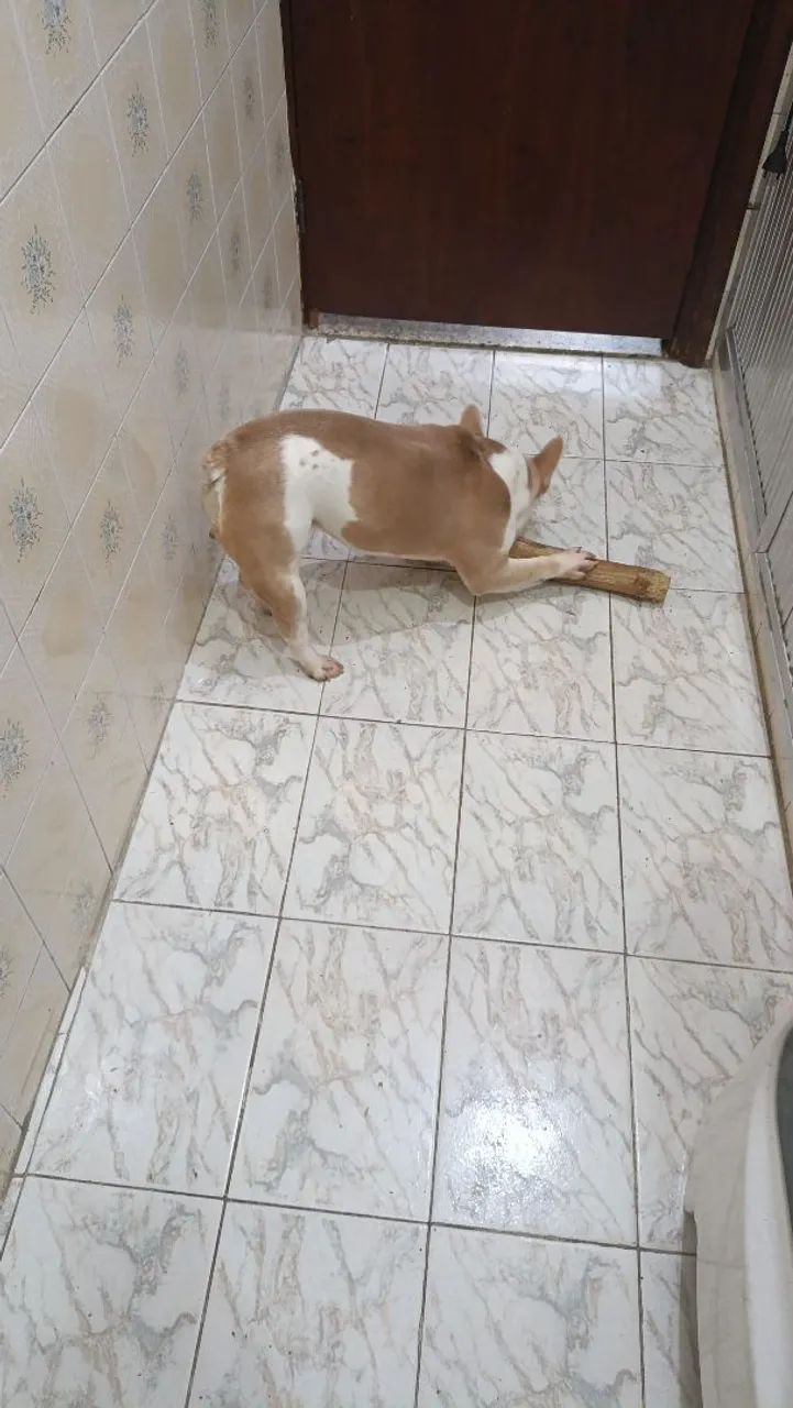 Buldogue francês  - Foto 2