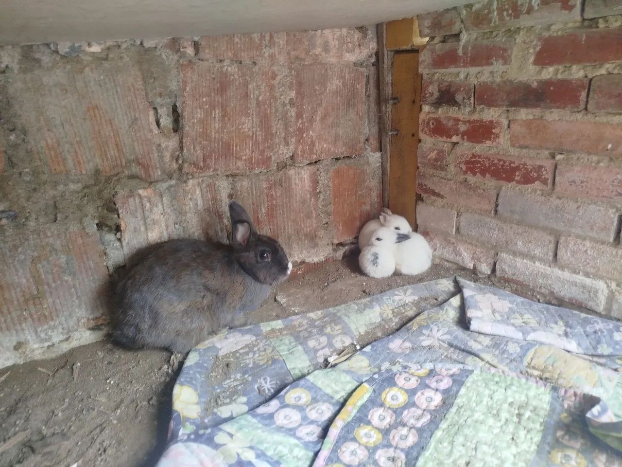Coelhos lindos a venda - Foto 6