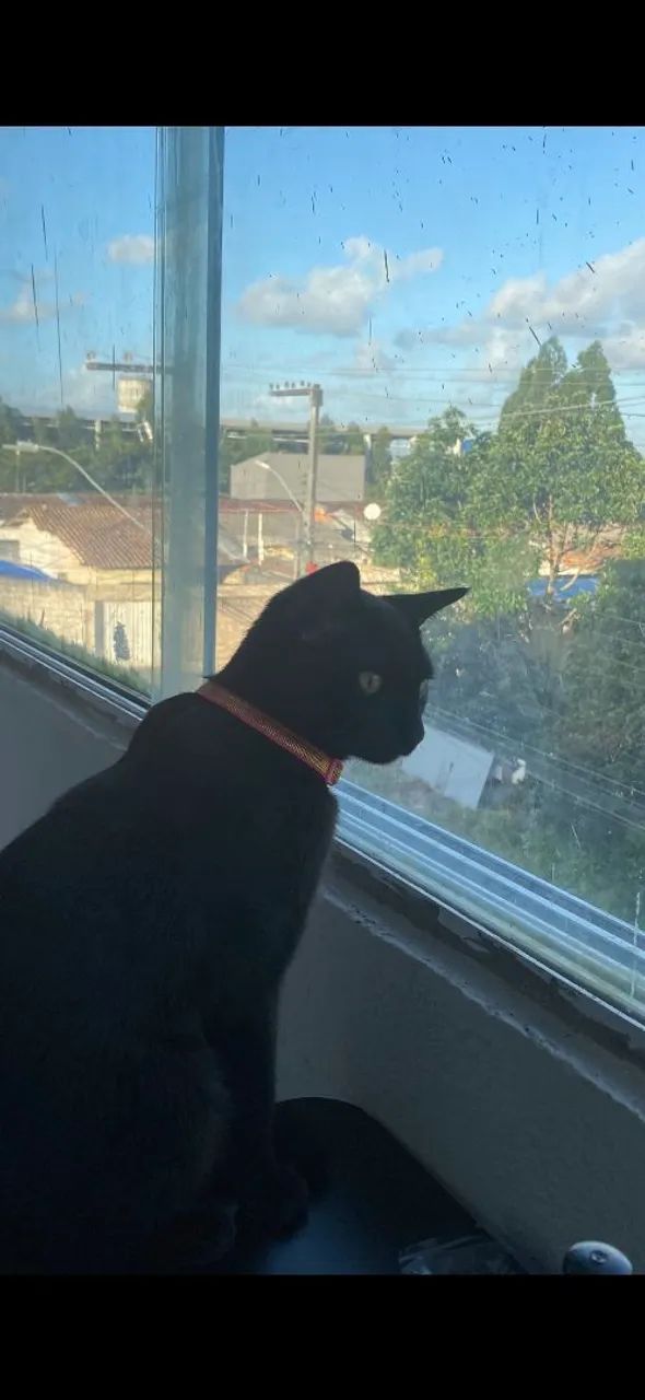 gata preta pra adoção 
