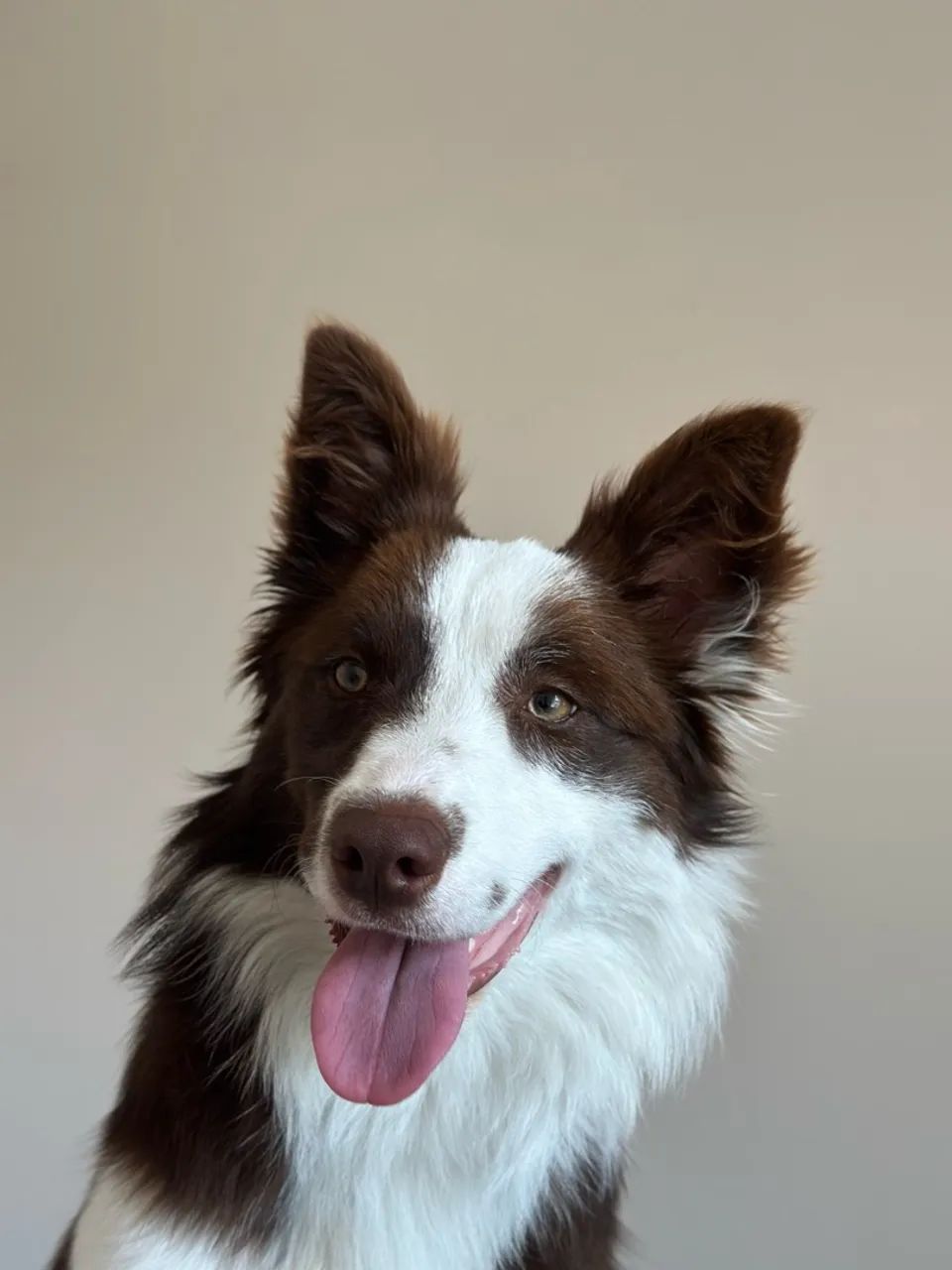 Border collie  - Foto 2