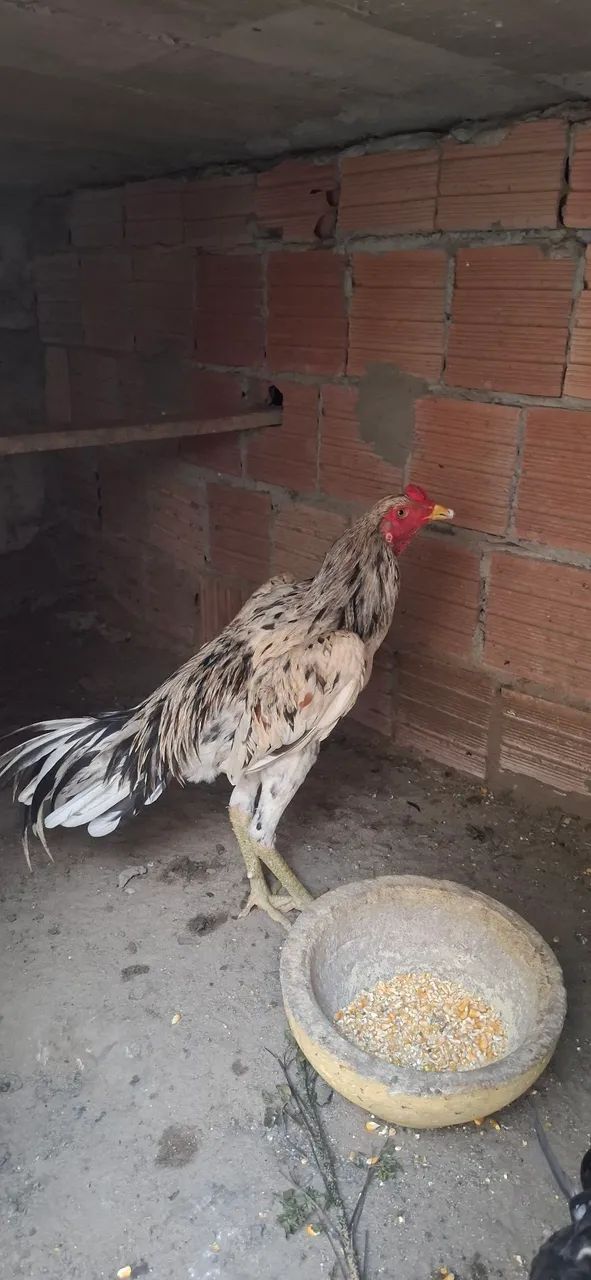 frango