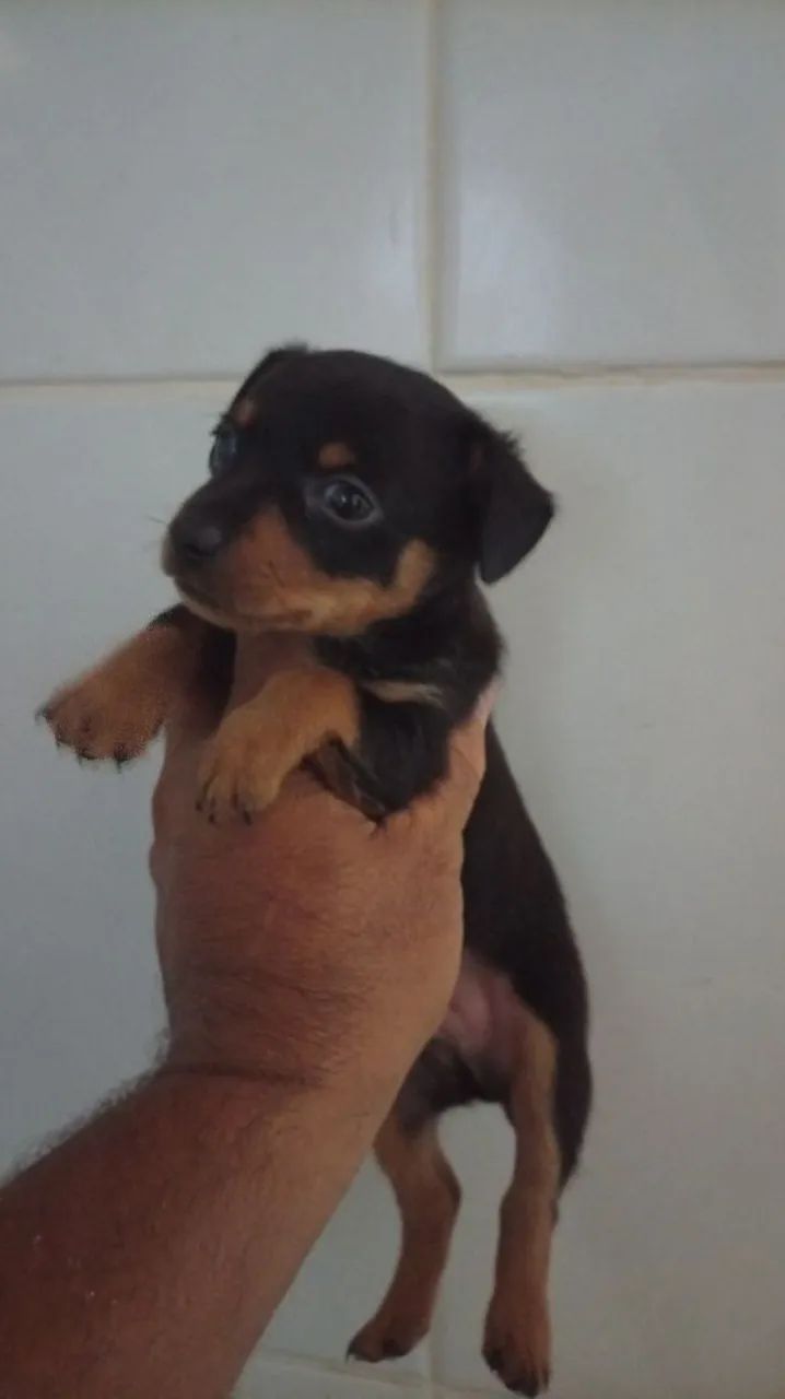 cachorro  - Foto 2