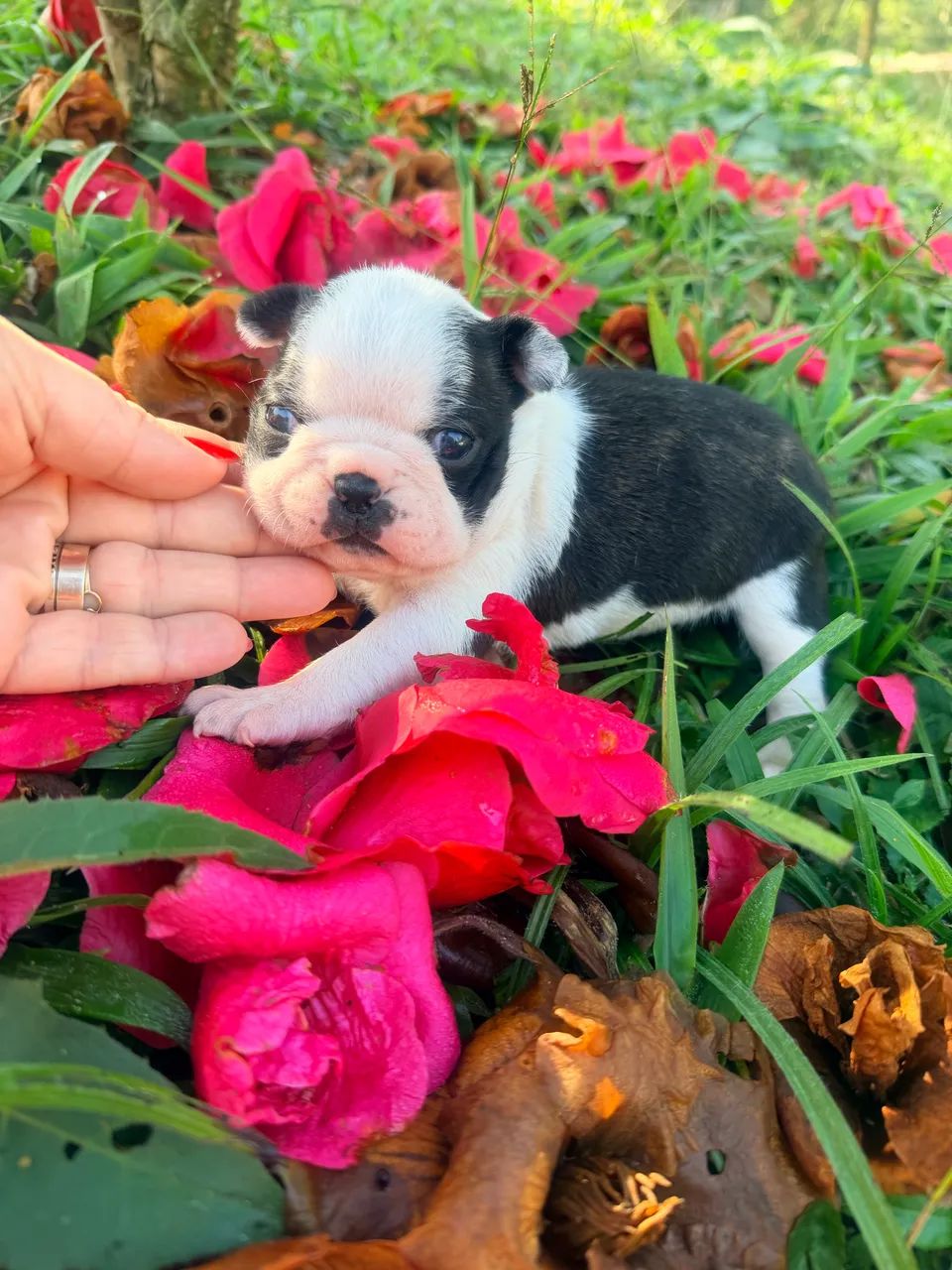 Boston Terrier  - Foto 3