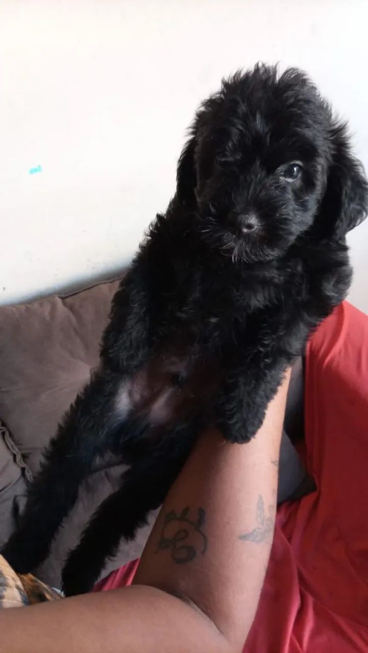 Cachorro  - Foto 3