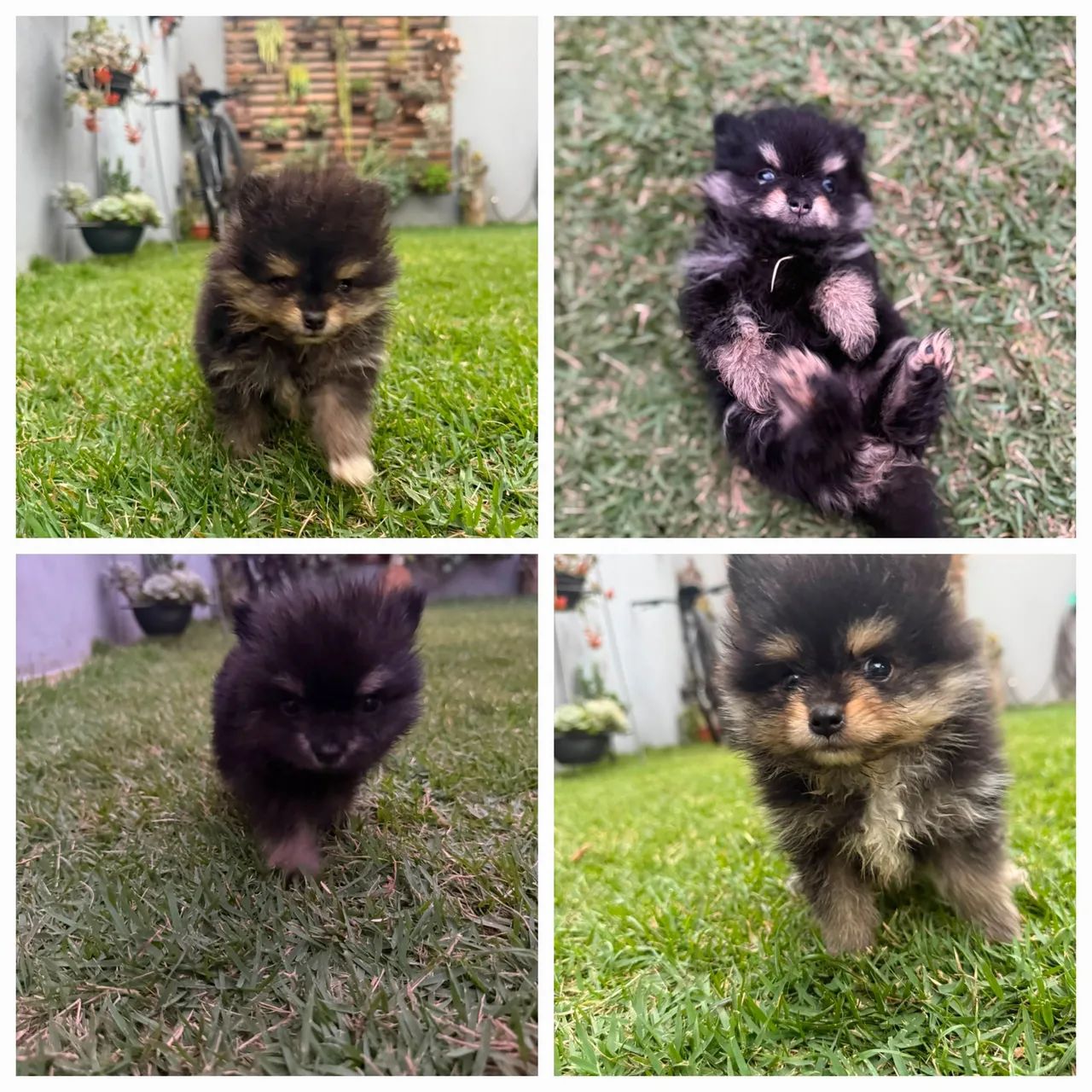 Spitz alemão  - Foto 2