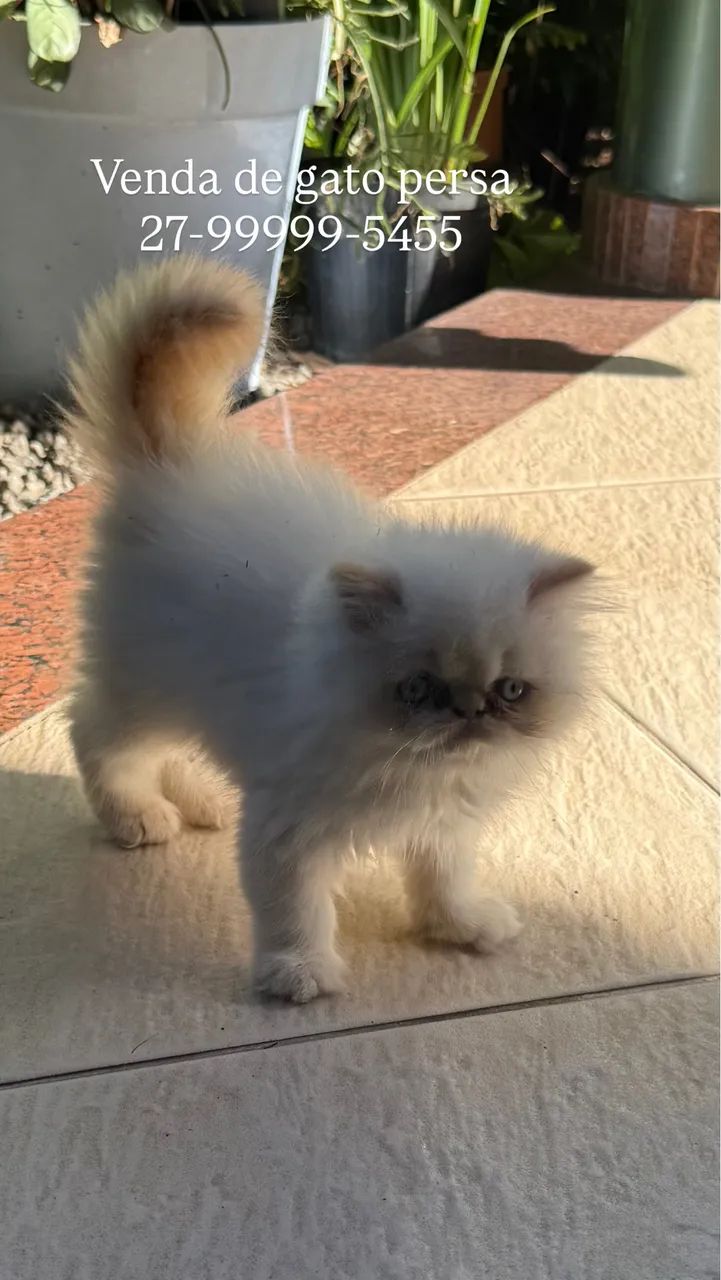 Filhote de Gato Persa Show