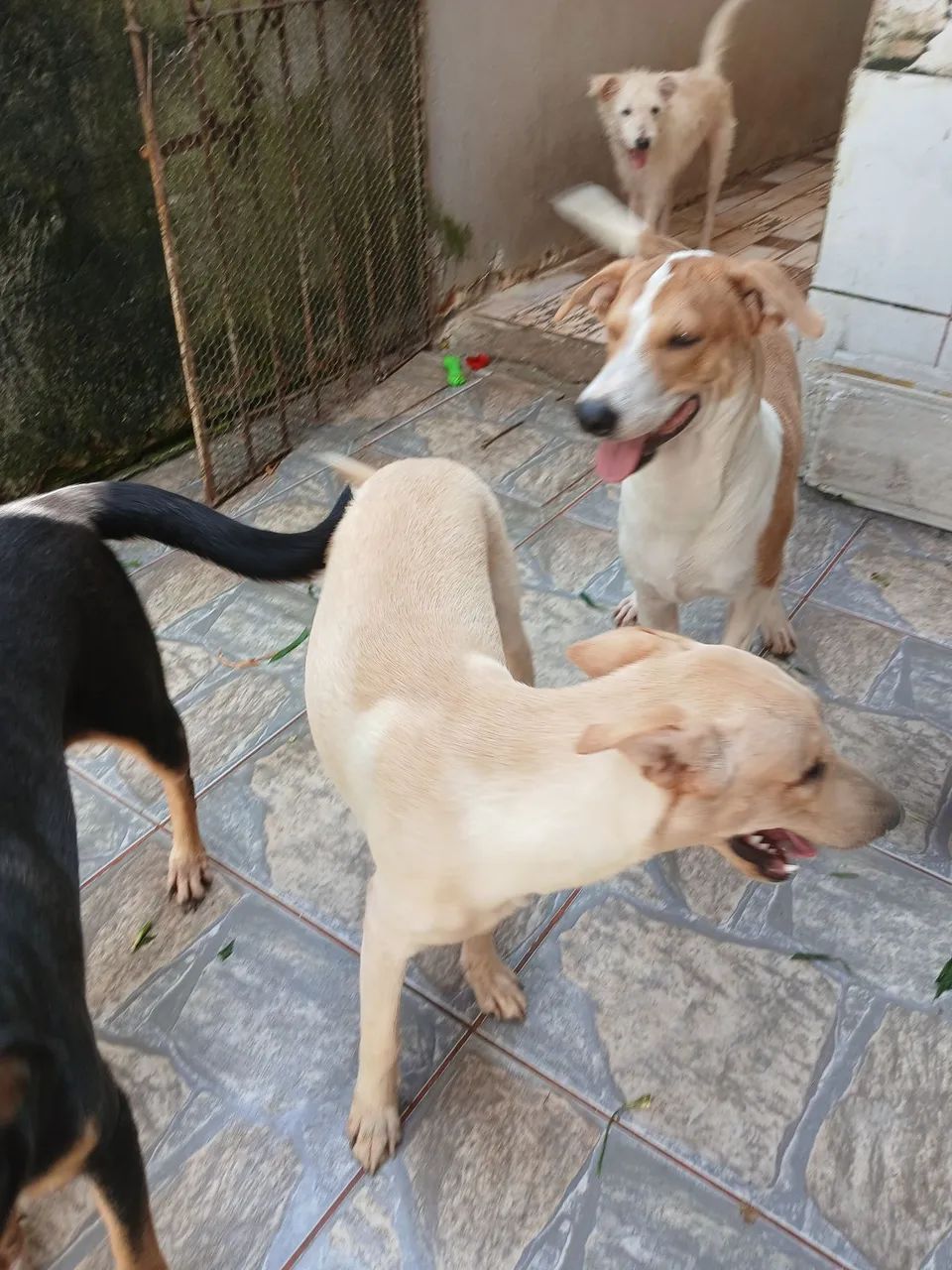 Dogs para adoção  - Foto 2