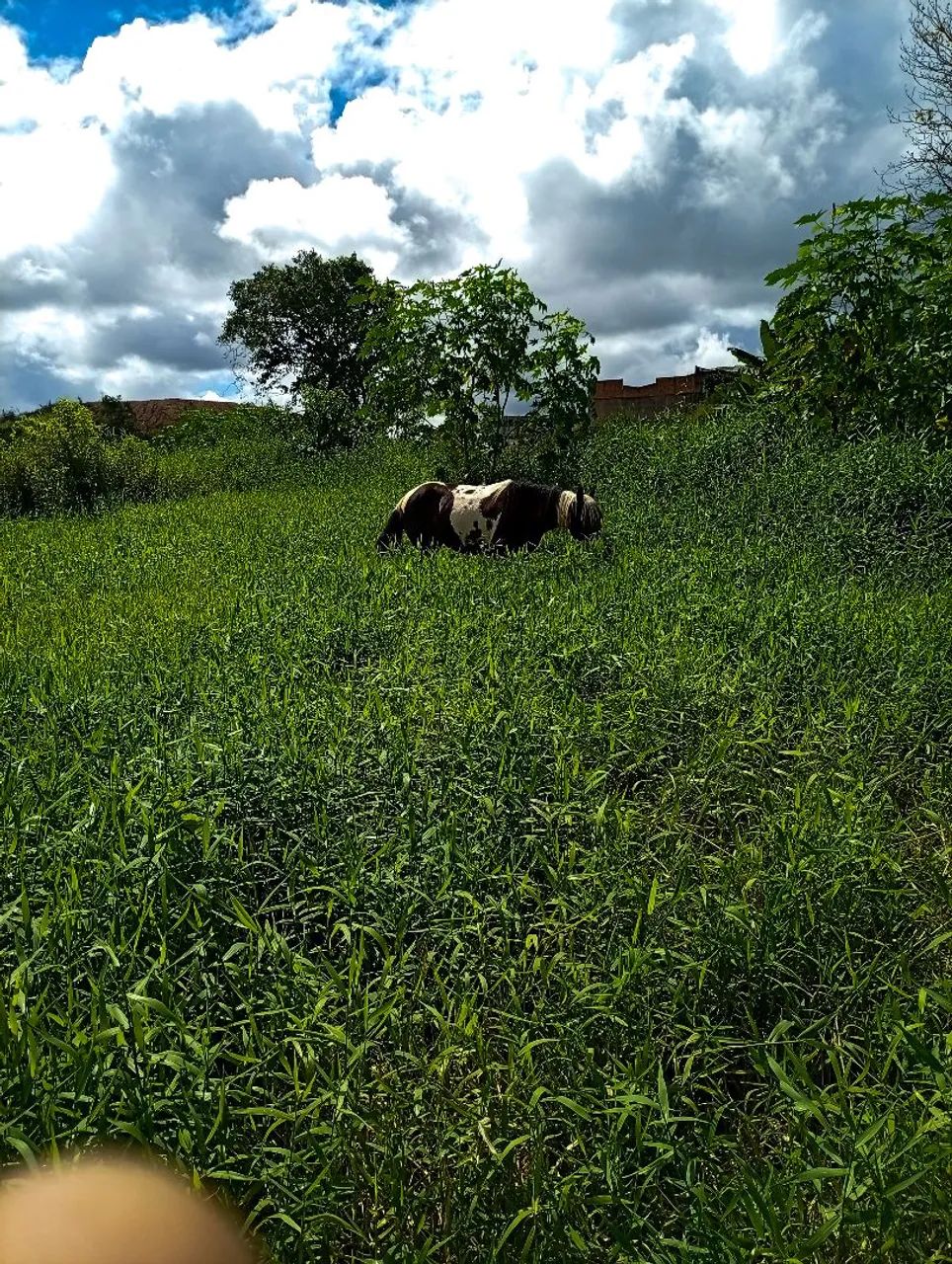 Cavalo  - Foto 2