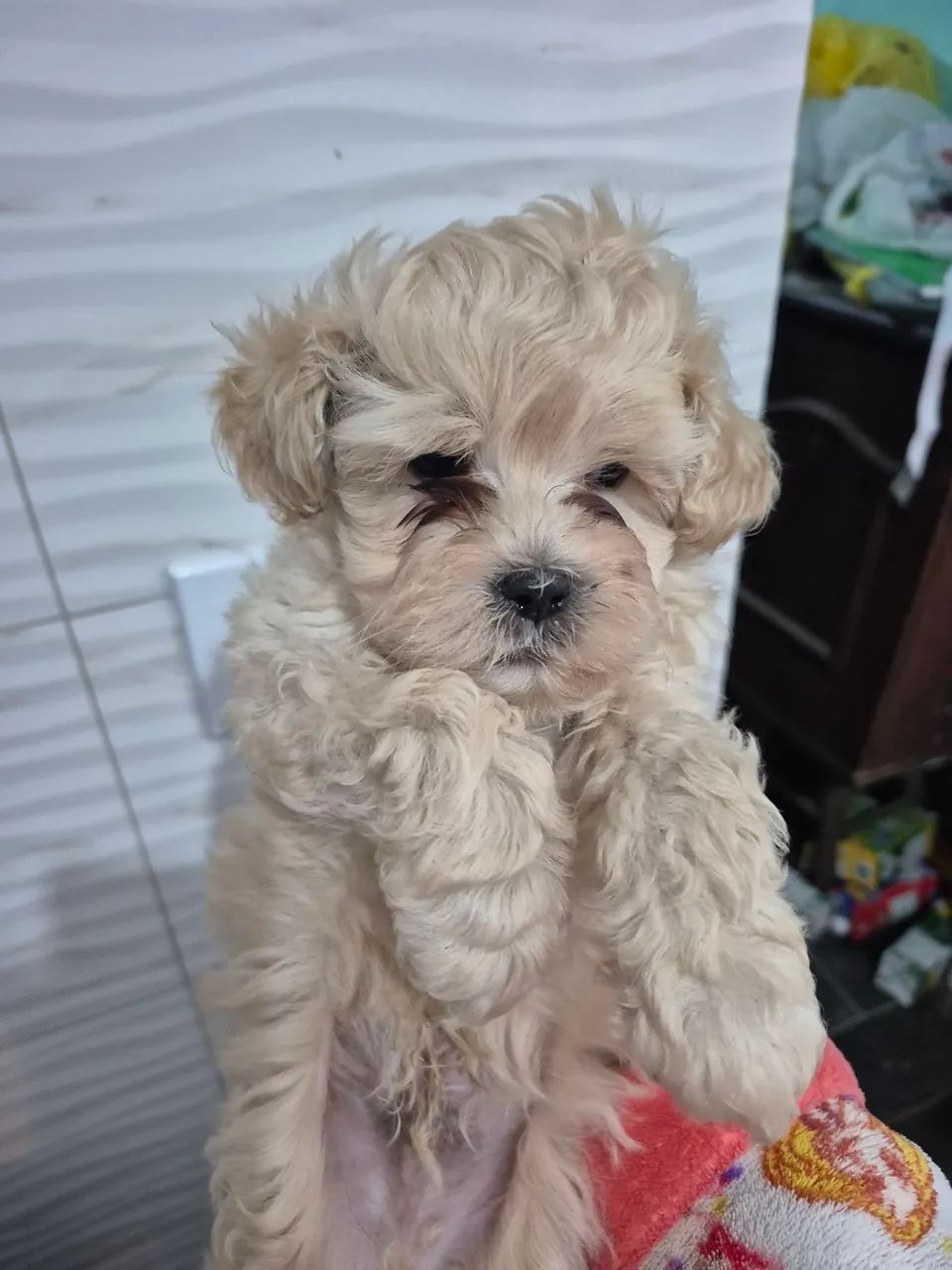 Ilhasa mestiço 