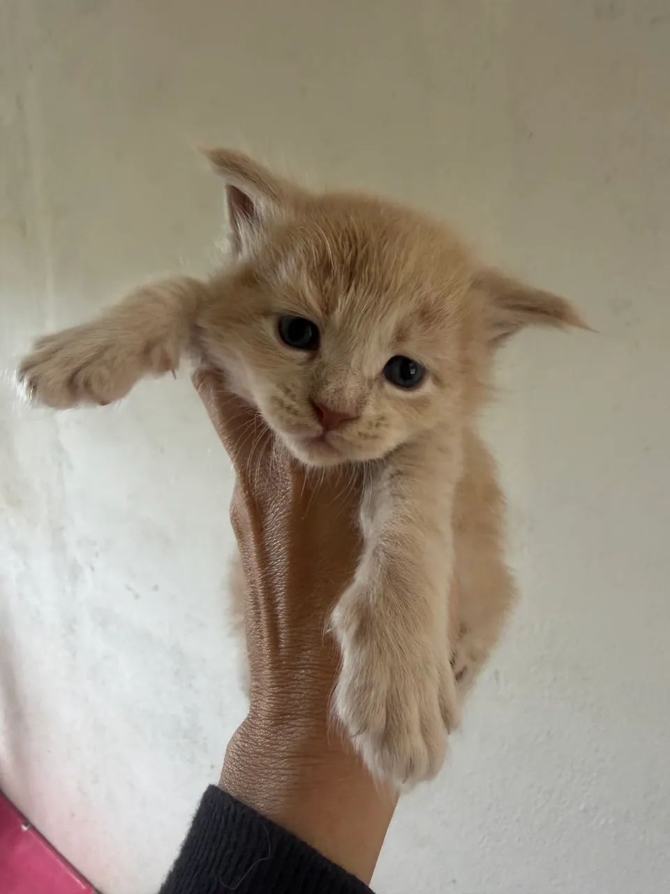 MAINE COON - Foto 3