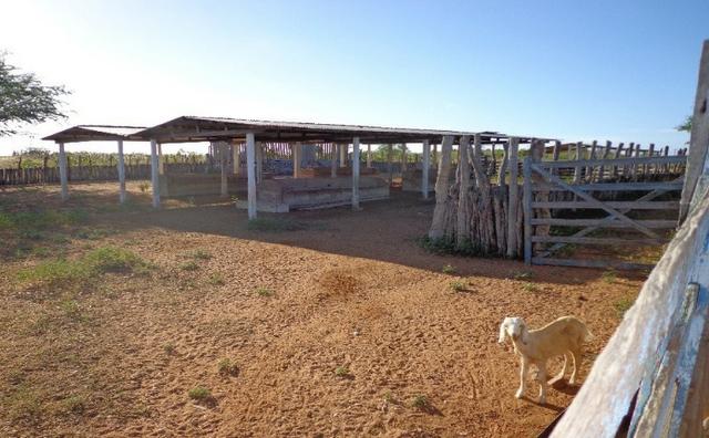 Fazenda Fernando Pedrosa, 489 Hectares, Escriturada, 7km Rio Pajeú, Açude, Casa Sede - Foto 10