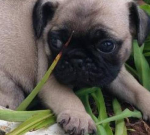 Santa oferta de pugs Batman corra pra comprar