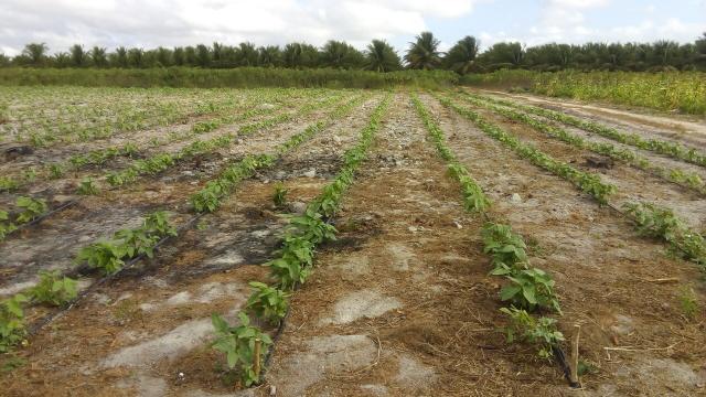 16 Ha irrigado Baixa Acaraú próximo do Marco - Foto 2
