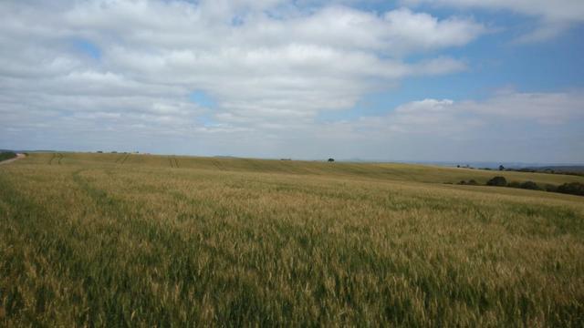 580 Hectares - 240 Alqueires - Fazenda Sede - Lapa - Foto 14