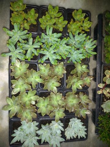 Suculentas - Foto 2