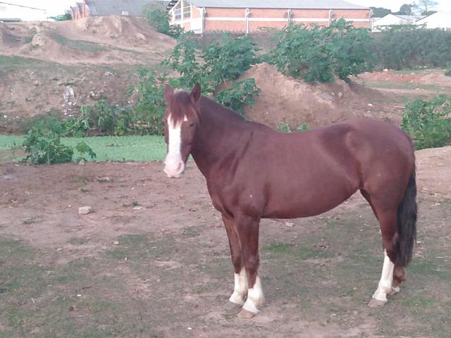 Vendo Égua Confirmada