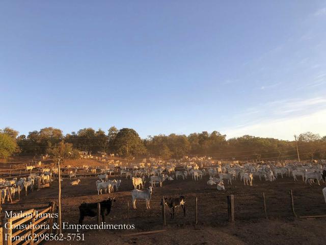 Fazenda em Porangatu!! - Foto 12