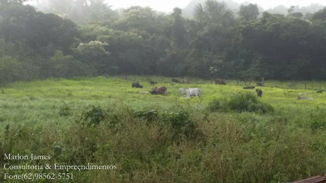 Fazenda em Porangatu!! - Foto 11