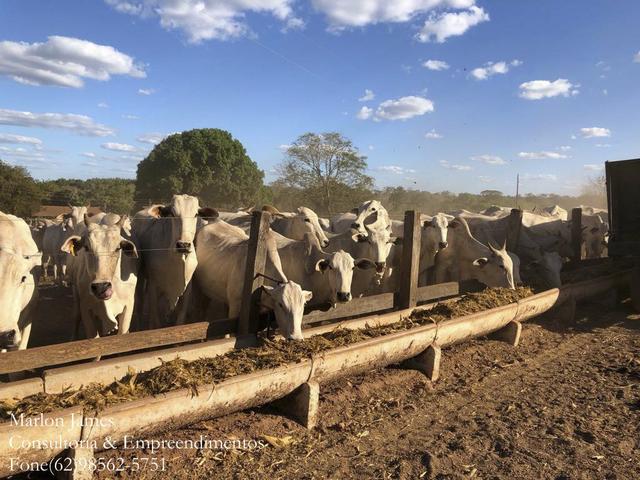 Fazenda em Porangatu!! - Foto 4