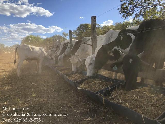 Fazenda em Porangatu!! - Foto 2