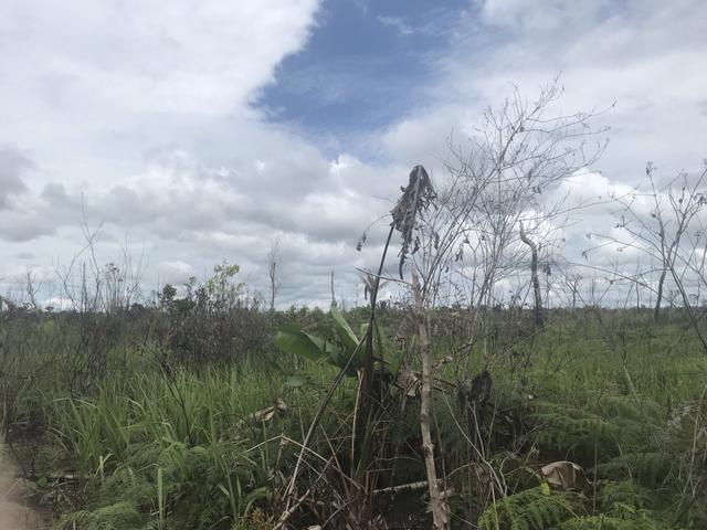 Vendo área de fazenda na Br 319 AM próximo a Porto Velho/Ro - Foto 19