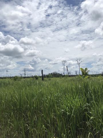 Vendo área de fazenda na Br 319 AM próximo a Porto Velho/Ro - Foto 17