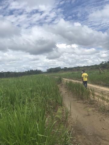 Vendo área de fazenda na Br 319 AM próximo a Porto Velho/Ro - Foto 7