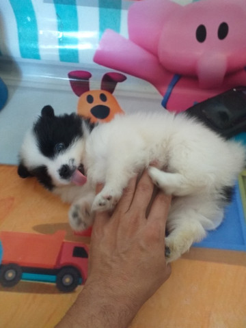 Spitz lulu filhote macho - Foto 2