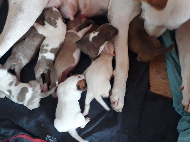 Cachorro olx sao luis Clearance