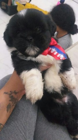 Shih tzu 