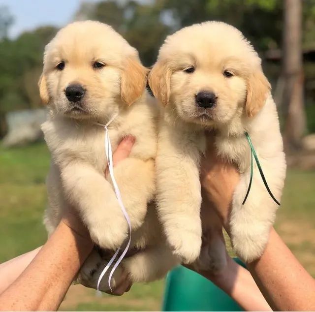 Golden Retriever bem fofinhos $$ - Cachorros e acessórios - Perdizes, São  Paulo 904740490