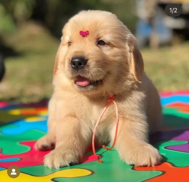 Golden Retriever bem fofinhos $$ - Cachorros e acessórios - Perdizes, São  Paulo 904740490