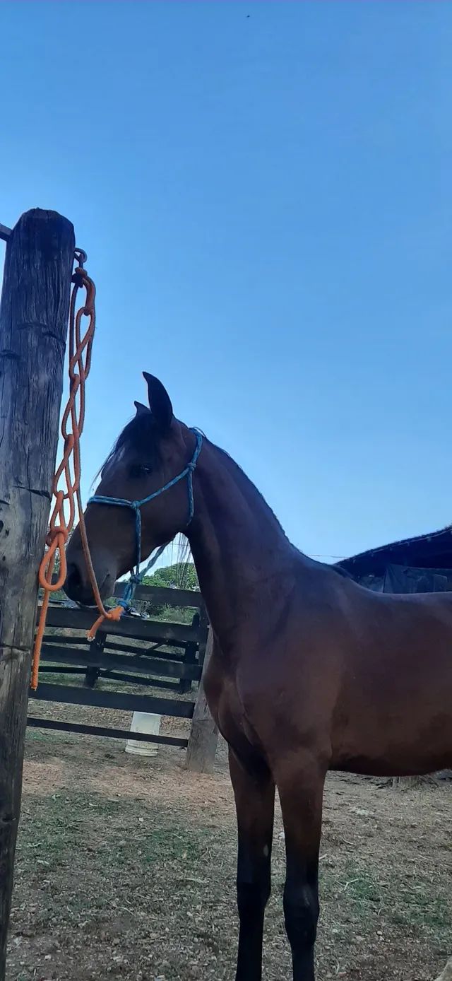 Traia de frente - Cavalos e acessórios - Vila Jayara, Anápolis